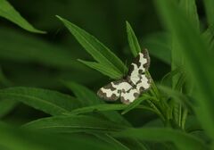 Lomaspilis marginata