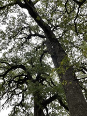 Quercus stellata