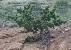 Pinus flexilis