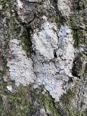 Pertusaria
