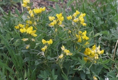 Thermopsis