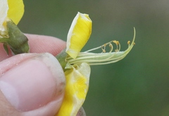 Thermopsis