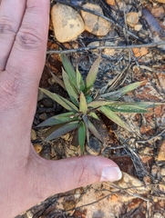 Dichanthelium laxiflorum