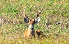 Blastocerus dichotomus