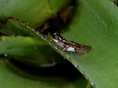 Scinax auratus