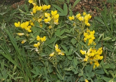 Thermopsis