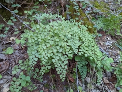 Adiantum shastense