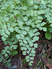 Adiantum shastense