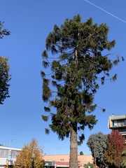 Araucaria