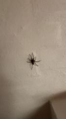 Scotophaeus blackwalli