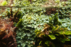 Caulerpa chemnitzia