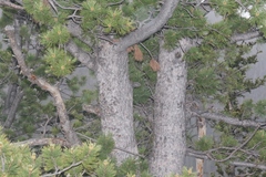 Pinus flexilis