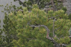 Pinus flexilis
