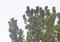 Pinus flexilis