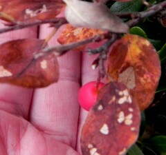 Cotoneaster uniflorus