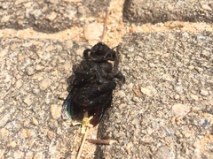 Xylocopa