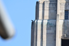 Falco peregrinus