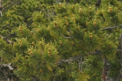 Pinus flexilis