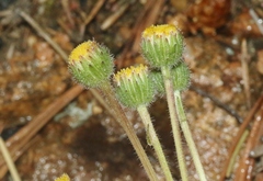Erigeron compositus