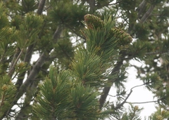 Pinus flexilis