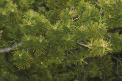 Pinus flexilis