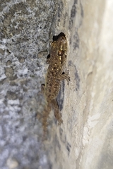 Gehyra mutilata