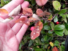 Cotoneaster uniflorus