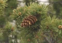 Pinus flexilis