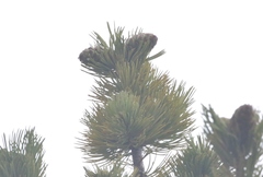 Pinus flexilis