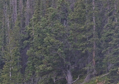 Pinus flexilis