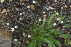 Trifolium dasyphyllum
