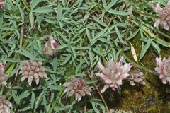 Trifolium dasyphyllum