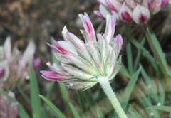 Trifolium dasyphyllum