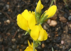 Thermopsis montana