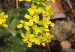 Draba aurea