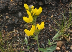Thermopsis montana