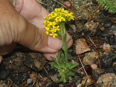 Draba aurea