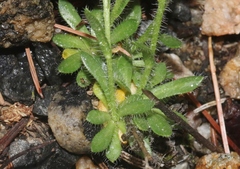 Draba aurea