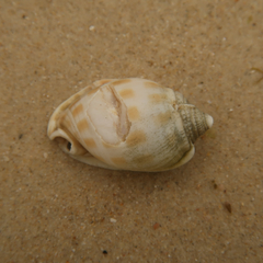Phalium areola