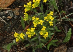 Draba aurea