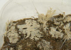 Toxisarcon alba