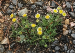 Erigeron compositus