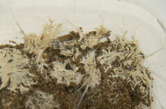 Toxisarcon alba