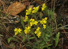 Draba aurea