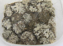 Toxisarcon alba