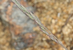 Festuca