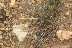 Festuca