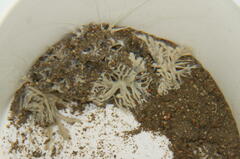 Toxisarcon alba