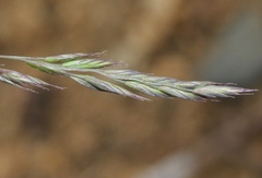 Festuca