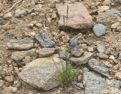 Festuca